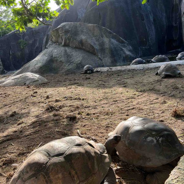 Tortoises in La Digue, Seychelles. The best beach in the World & rip drone
