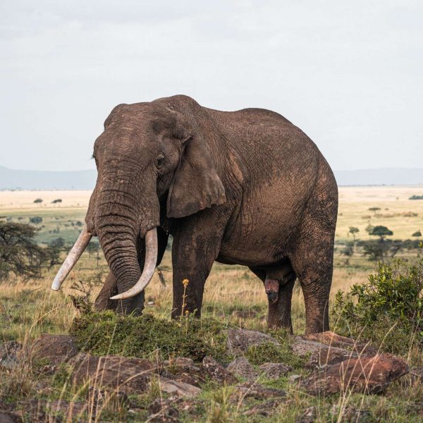 Elephant at Karen Blixen Lodge, Kenya. The Masai Mara