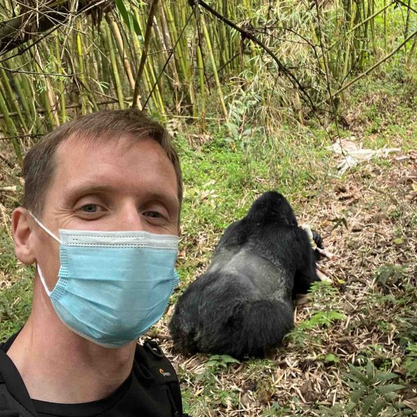 David Simpson and Gorilla at Mgahinga National Park in Uganda. Uganda Gorilla trek
