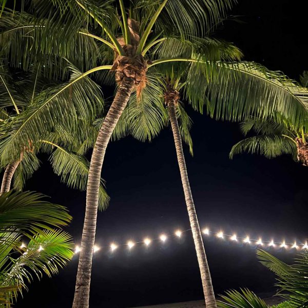 Coconut trees at night in Anse Source D_Argent, Seychelles. The best beach in the World & rip drone