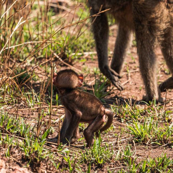 Baby baboon and mother at Ngorongoro Sanctuary in Tanzania. The Serengeti