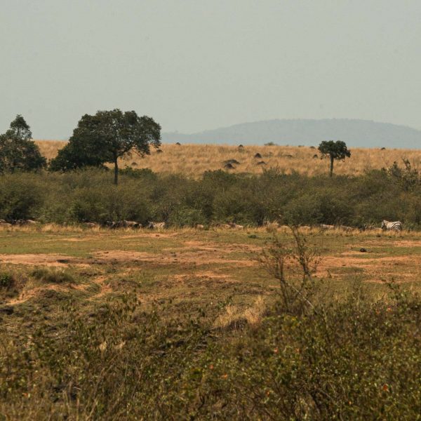 Wildebeest migration in Masai Mara, Kenya. The Great Migration