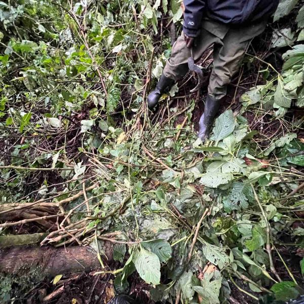 Gorilla nest at Bwindi Impenetrable Forest in Uganda. Sh*t scared at the Gorilla habituation experience