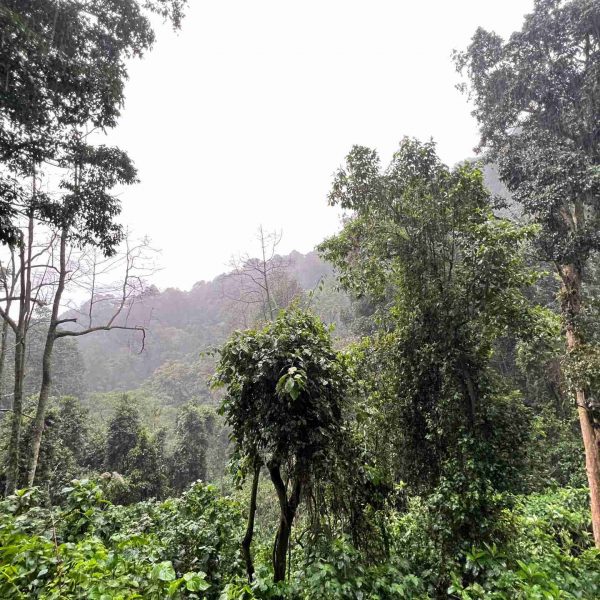 Bwindi Impenetrable Forest in Uganda. Sh*t scared at the Gorilla habituation experience