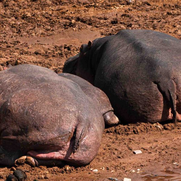Hippos sun bathing in riverbank in Ngorongoro sanctuary, Tanzania. The East African Series photo album