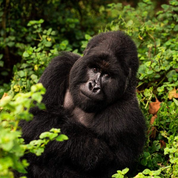 Gorilla in Bwinde impenetrable forest, Uganda. The East African Series photo album
