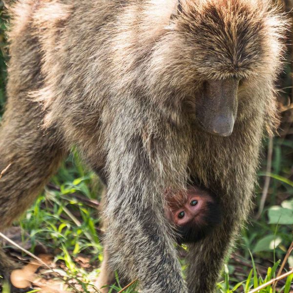 Baboon and infant at Ngorongoro sanctuary, Tanzania. The East African Series photo album