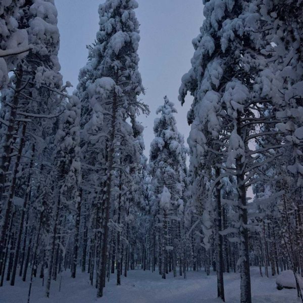 Snow covered trees at sunset in Rovaniemi, Finland. Christmas Day in Lapland