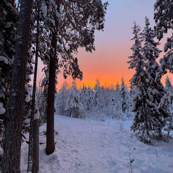 Sunrise at the snow covered trees in Rovaniemi, Finland. Christmas Day in Lapland