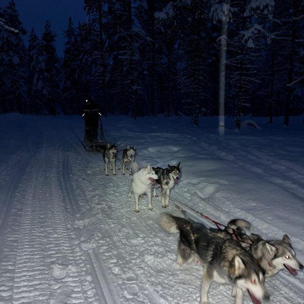 Huskies pulling sled in Saariselka, Finland. Frozen karting & husky rides