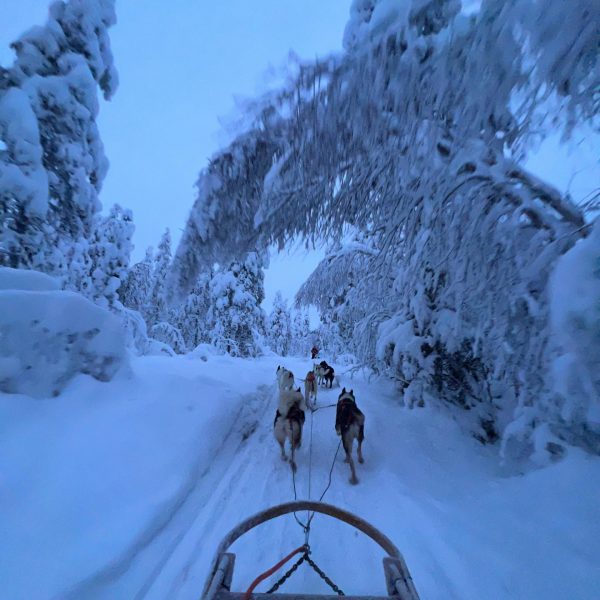 Huskies pulling sled in the snow in Rovaniemi, Finland. Christmas Day in Lapland
