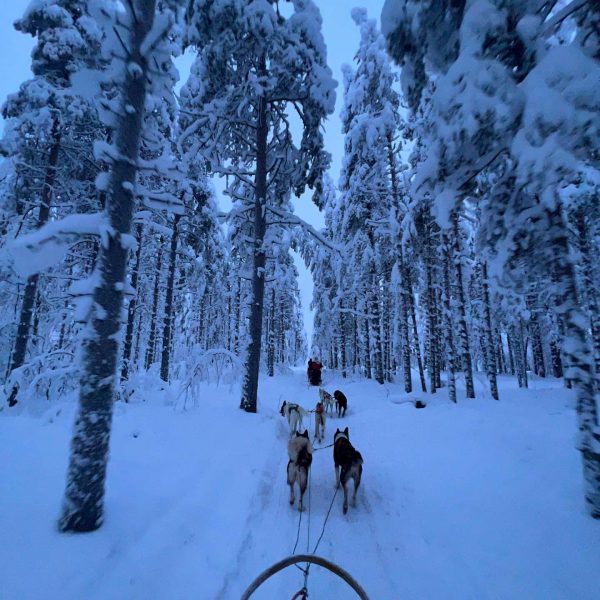 Huskies pulling sled thru the snow covered trees in Rovaniemi, Finland. Christmas Day in Lapland