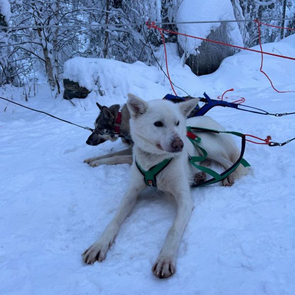 Huskies resting in the snow in Rovaniemi, Finland. Christmas Day in Lapland