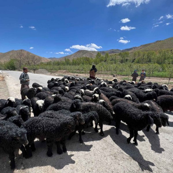 Herd of black sheep in Bamiyan, Afghanistan. Bamiyan, Qlukhi & The Buddhas