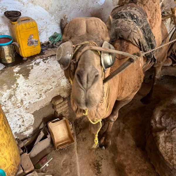 Working camel in Herat, Afghanistan. Camels, rolling & sleep ‘n fly