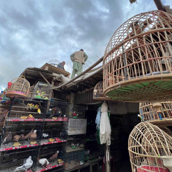 Birds shop in Kabul, Afghanistan. Reprimanded by the Taliban