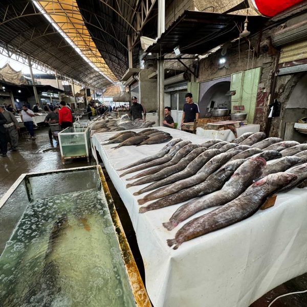 Fresh fish at market at Mosul in Iraq. Saddam’s hometown, ISIS headquarters & Mosul