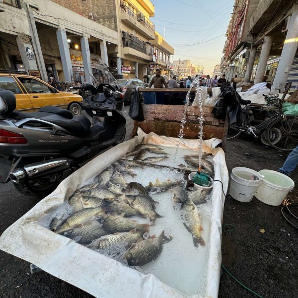 Fresh fish for sale at local market in Iraq. A tour around Baghdad & the Al Anbar