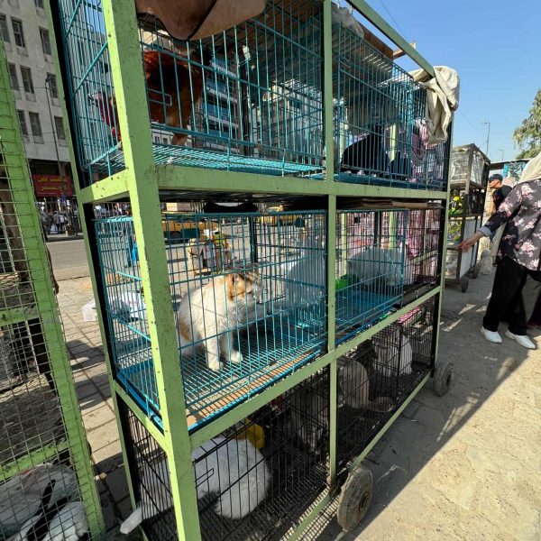 Cats inside cages in Baghdad animal market in Iraq. Saddam’s Palace & old town Baghdad