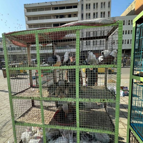 Pigeons inside cages in Baghdad animal market in Iraq. Saddam’s Palace & old town Baghdad