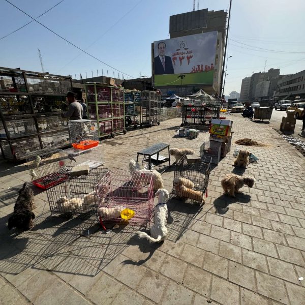 Dogs for sale in Baghdad animal market in Iraq. Saddam’s Palace & old town Baghdad