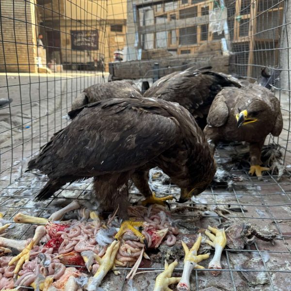 Birds of prey feeding in Baghdad animal market in Iraq. Saddam’s Palace & old town Baghdad
